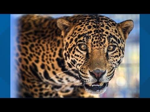 A jaguar named Eddie trades horror for hope at California sanctuary