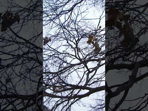 Minnesota’s warm weather puts trees at risk