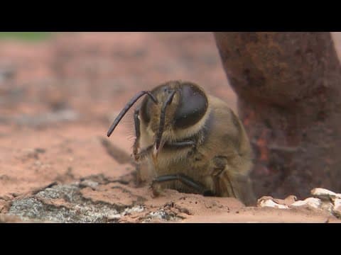 Deadly bee attack kills family of dogs in Houston