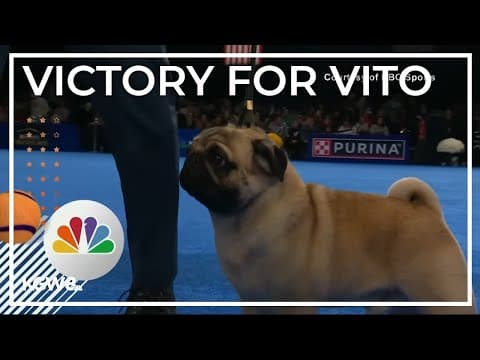 Pug wins National Dog Show for first time in 20 years
