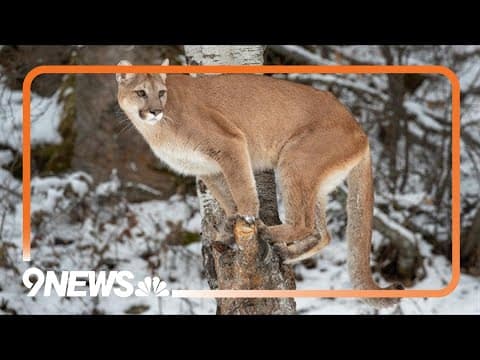 Man in Colorado kills mountain lion with shovel at campground, CPW says