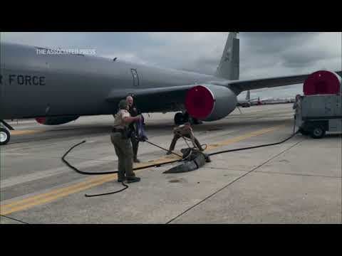 Alligator wrangled on tarmac of Florida Air Force base
