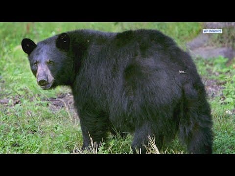 Black bears making big comeback in state of Texas
