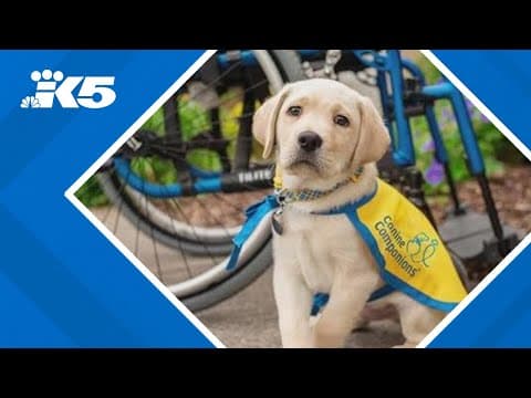 Catch Puget Sound Canine Companions puppies at Seahawks Training Camp