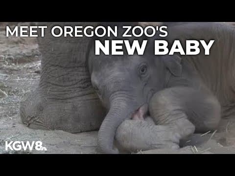 Oregon Zoo reveals gender of new baby elephant
