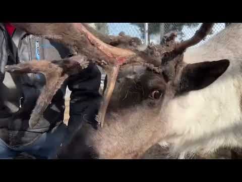 Iconic pet reindeer in Alaska falls mysteriously ill after someone tampers in his pen