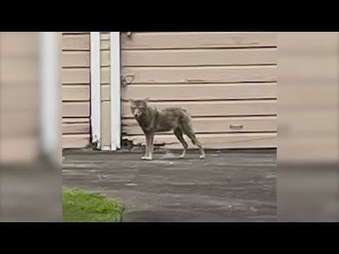 Coyote sightings rise in Montrose, sparking worries among pet owners