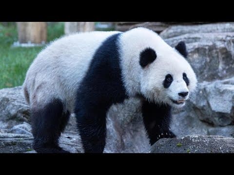 Now: DC Giant Panda Qing Bao Celebrates Birthday at National Zoo