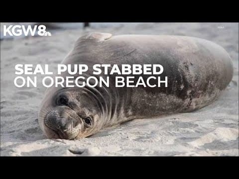 Elephant seal pup stabbed on Oregon beach