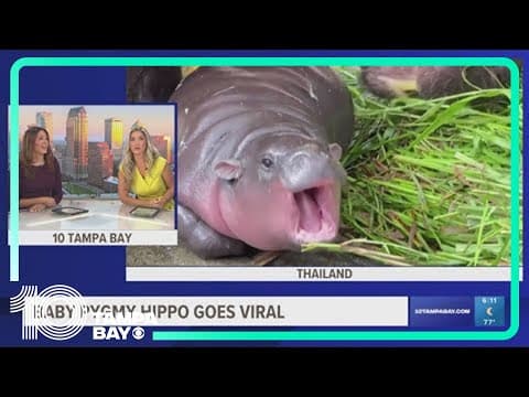 Pygmy hippo Moo Deng is so adored she may get her own patent