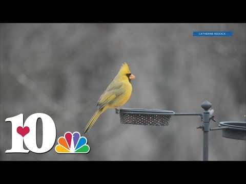 Rare yellow cardinal spotted in East Tennessee