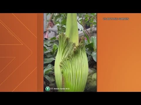 You smell that? DC's famed corpse flower is blooming again