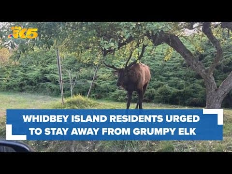Whidbey Island residents are advised to avoid this grumpy elk, at least through the fall