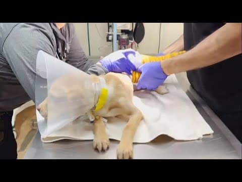 Update on Virginia dog that survived deadly plane crash