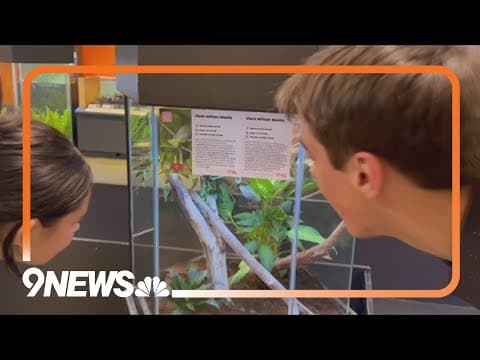 Celebrating the season of love at the Butterfly Pavilion
