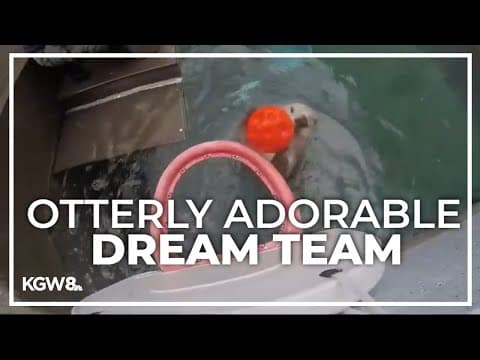 Oregon Zoo's dream team of sea otters going for gold | Drew at the Zoo