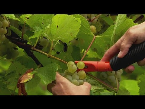 Wisconsin wine: Picking grapes at a Prescott vineyard