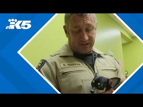 Over 100 dogs rescued from Auburn home in 'historic' operation