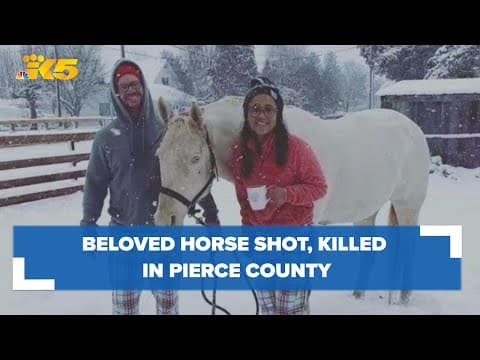 Beloved horse shot and killed in Pierce County neighborhood, deputies still searching for suspect