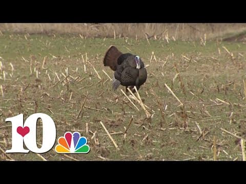 East TN turkey hunters receive new rules, hunter weighs in on changes