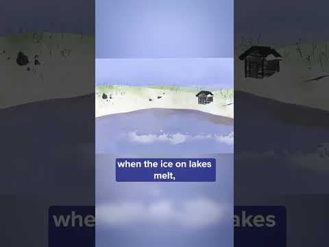 Climate change is leading to a dangerous domino effect for Minnesota’s state fish, the walleye.