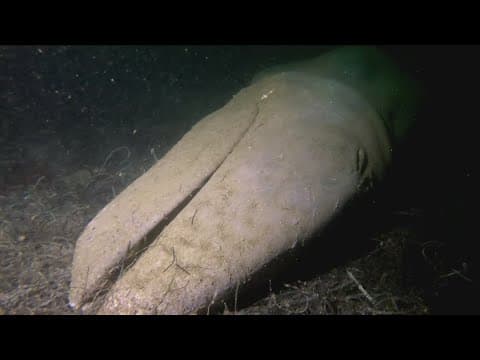 Baby whale carcass discovered off La Jolla coast