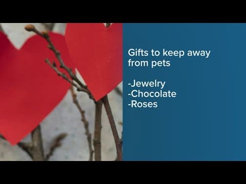 Valentine's Day dangers for pets, breaking up with your phone