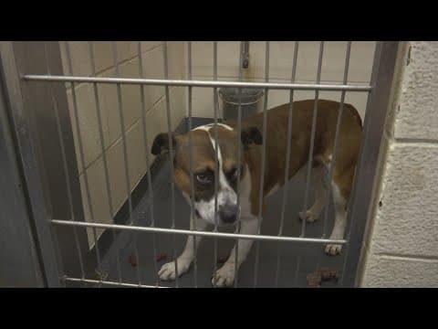 Indianapolis City-County Council to hear several key proposals at Monday meeting