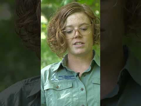 The unwelcome herb overtaking Oregon's forests