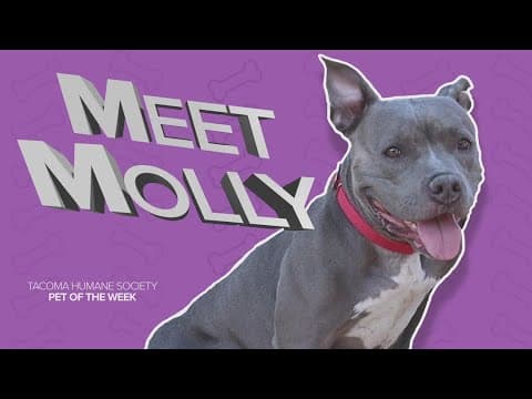 Pet rescue of the week: Molly!