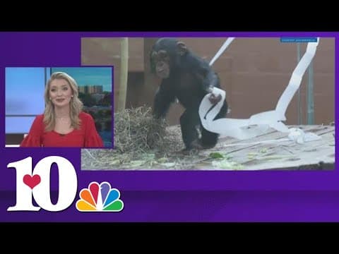 Merry Christmas! | Zoo Knoxville animals spend Christmas morning opening gifts