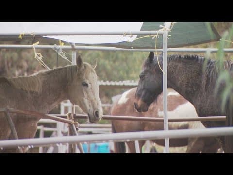 Neighbors worried about horses on ranch in Escondido