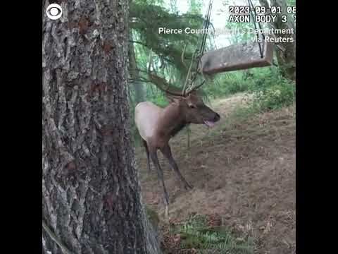 Bodycam video shows officers free young elk caught in tree swing #shorts