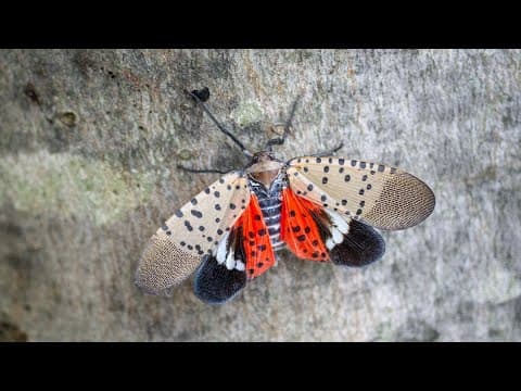 What to do if you spot a Spotted Lanternfly