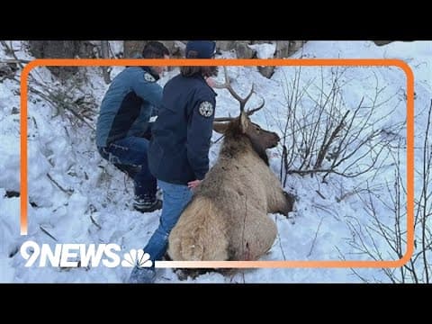 Ice climbers help CPW rescue elk from hill