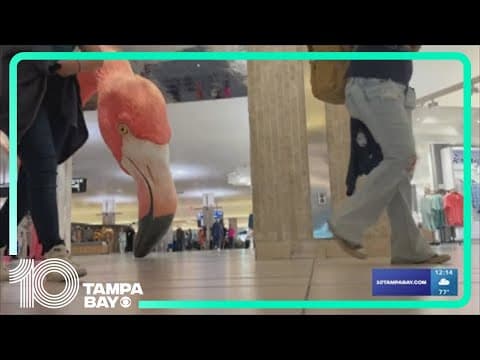 TPA expects record-breaking spring break travel