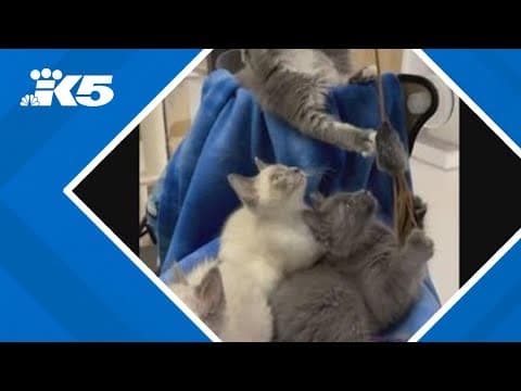Stolen kitten found safe, returned to Lynnwood pet rescue