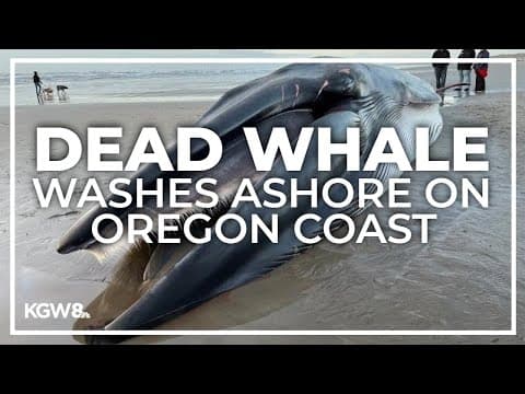 Dead whale washes up along Oregon coast