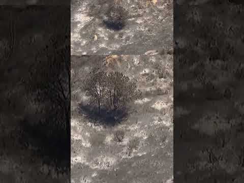 Chopper flies above Del Mar one day after a brush fire erupted and threatened homes