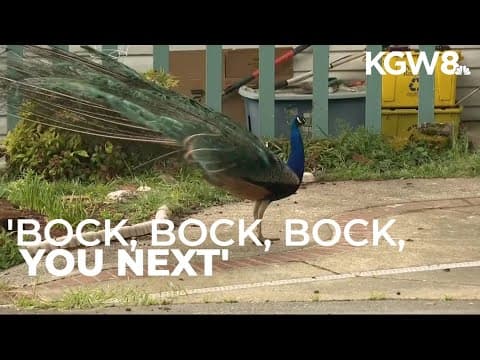 ‘Bock, bock, bock, you next’: Portland man sentenced for shooting during peacock dispute
