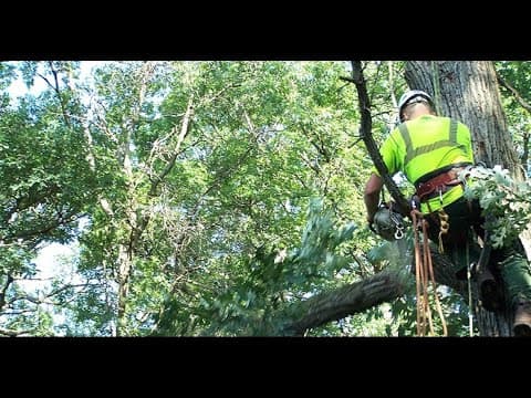 Arborist dies after being electrocuted on the job in Alexandria