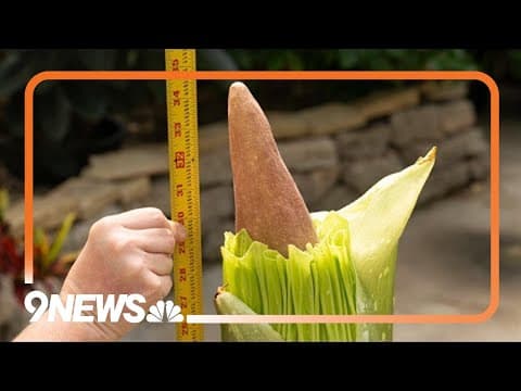 Smelly corpse flower ready to bloom in Colorado