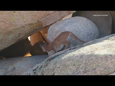 Euthanization of LA mountain lion, P-22, highlights importance of preserving animals in urban areas