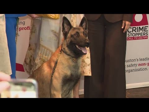 K-9 Rocky, shot in the line of duty while tracking down killer, honored for his bravery