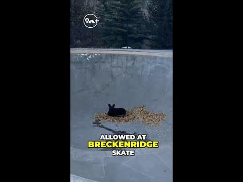 Baby moose gets stuck at Breckenridge Skatepark