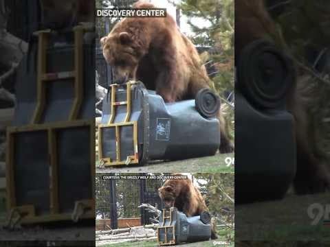 Grizzly Bear Tries Opening ‘Bear-Proof’ Trash Can