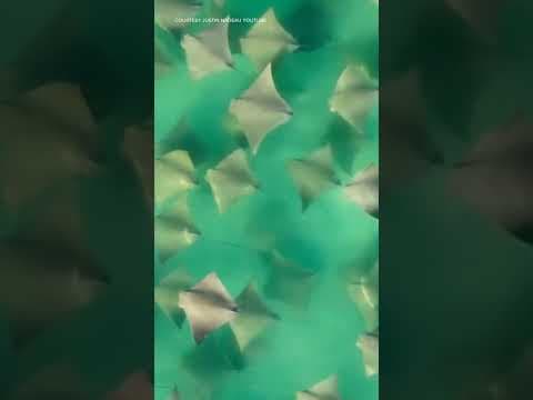 It was a close call for these stingrays that barely avoided becoming shark bait. #nature #florida