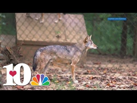 Researchers gather at Zoo Knoxville to study and preserve the critically endangered red wolves