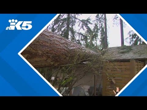 Tree falls on Edmonds home