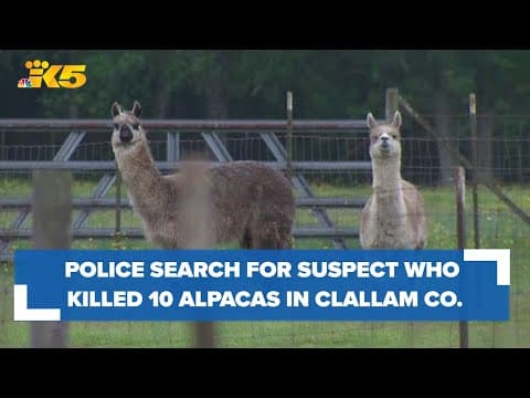 Police search for suspect who killed 10 alpacas in Clallam County